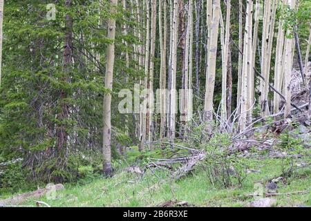 Wald von Aspens in Colorado Stockfoto