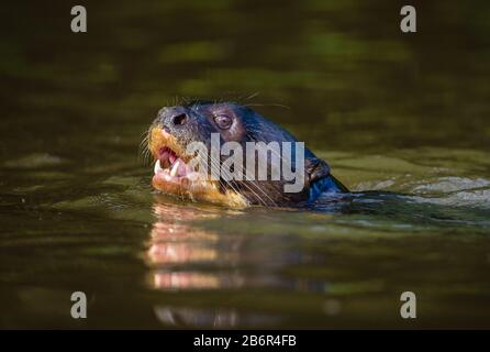 Otter im Fluss. Portret. Nahaufnahme. Südamerika. Brasilien. Pantanal National Park. Stockfoto