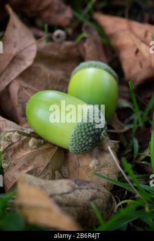 Zwei Eicheln, die im Herbst auf einem gestürzten Blatt und dem Gras in einem schottischen Wald ruhen. Stockfoto