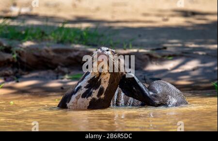 Otter im Fluss. Portret. Nahaufnahme. Südamerika. Brasilien. Pantanal National Park. Stockfoto