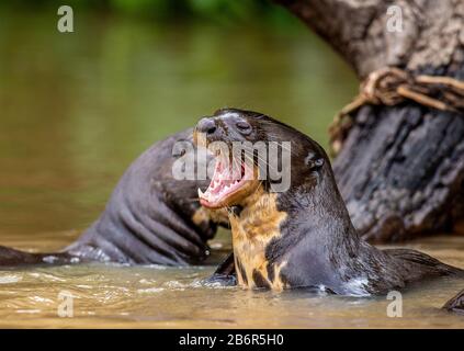 Otter im Fluss. Portret. Nahaufnahme. Südamerika. Brasilien. Pantanal National Park. Stockfoto