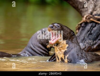 Otter im Fluss. Portret. Nahaufnahme. Südamerika. Brasilien. Pantanal National Park. Stockfoto