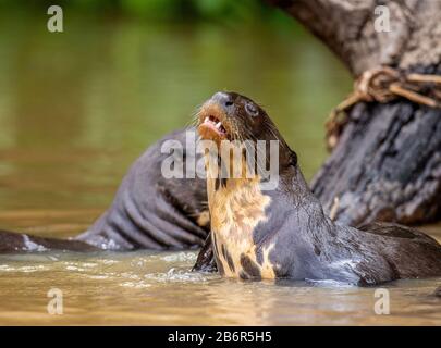 Otter im Fluss. Portret. Nahaufnahme. Südamerika. Brasilien. Pantanal National Park. Stockfoto