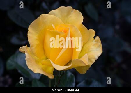 CCose Bild einen gelben Camellia Blume Stockfoto