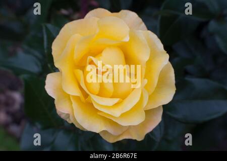 Schließen Sie herauf Bild der eine gelbe Blume vor einem dunklen Hintergrund. Stockfoto