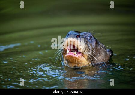 Otter im Fluss. Portret. Nahaufnahme. Südamerika. Brasilien. Pantanal National Park. Stockfoto