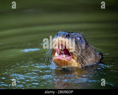 Otter im Fluss. Portret. Nahaufnahme. Südamerika. Brasilien. Pantanal National Park. Stockfoto