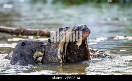 Drei Fischotter im Fluss. Nahaufnahme. Südamerika. Brasilien. Pantanal National Park. Stockfoto