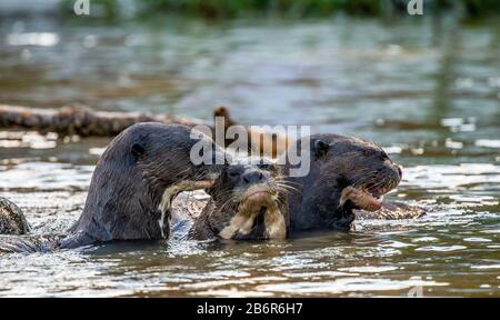 Drei Fischotter im Fluss. Nahaufnahme. Südamerika. Brasilien. Pantanal National Park. Stockfoto