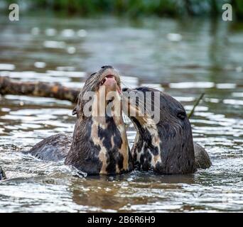 Fischotter im Fluss. Portret. Nahaufnahme. Südamerika. Brasilien. Pantanal National Park. Stockfoto