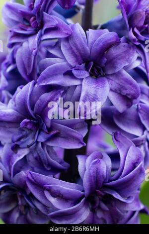 Nahaufnahme einer blauen Hyazinthblüte Stockfoto