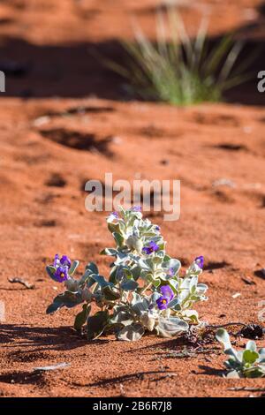 Niedrige Perspektive Blick auf einen kleinen Wüstenbusch mit lebhaften violetten Blumen im Vordergrund und einem Grasklumpen im Hintergrund am Lake Ballard, WA. Stockfoto