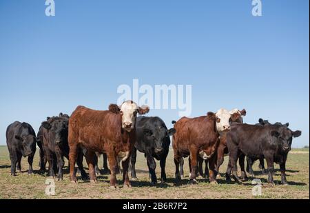 Gruppe von jungen Ochsen, die in der Wiese Stockfoto