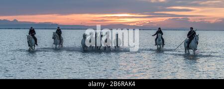 Camargue Pferde (Equus caballus) und dort Wächter, galoppieren durch Wasser in der Nähe von Saintes-Marie-de-la-Mer, Camargue, Frankreich, Europa Stockfoto