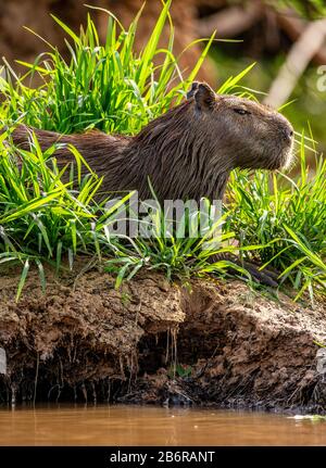 Capybara in der Nähe des Flusses im Gras. Brasilien. Pantanal National Park. Südamerika Stockfoto