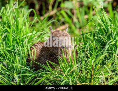 Capybara in der Nähe des Flusses im Gras. Brasilien. Pantanal National Park. Südamerika Stockfoto