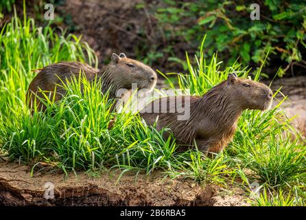 Zwei Capybaras im Gras am Fluss. Nahaufnahme. Brasilien. Pantanal National Park. Südamerika. Stockfoto