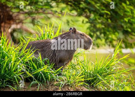 Capybara in der Nähe des Flusses im Gras. Brasilien. Pantanal National Park. Südamerika Stockfoto