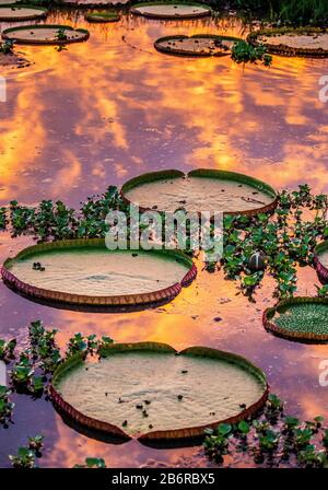 Traufe der größten Seerose (Victoria amazonica) auf der Wasseroberfläche in den Strahlen der untergehenden Sonne. Wundervollen, rosafarbenen Wasserschatten. Brasilien. Stockfoto