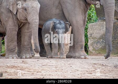 Junger, eineinhalb Wochen alter asiatischer Elefant Stockfoto