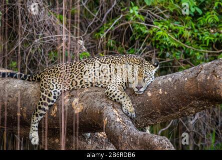 Jaguar liegt auf einem malerischen Baum mitten im Dschungel. Südamerika. Brasilien. Pantanal National Park. Stockfoto
