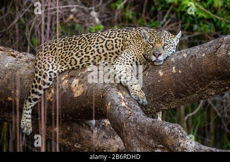 Jaguar liegt auf einem malerischen Baum mitten im Dschungel. Südamerika. Brasilien. Pantanal National Park. Stockfoto
