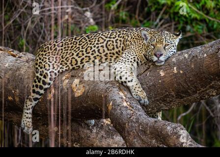 Jaguar liegt auf einem malerischen Baum mitten im Dschungel. Südamerika. Brasilien. Pantanal National Park. Stockfoto