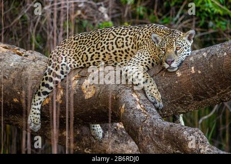 Jaguar liegt auf einem malerischen Baum mitten im Dschungel. Südamerika. Brasilien. Pantanal National Park. Stockfoto