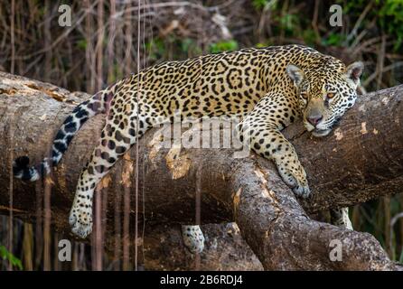 Jaguar liegt auf einem malerischen Baum mitten im Dschungel. Südamerika. Brasilien. Pantanal National Park. Stockfoto