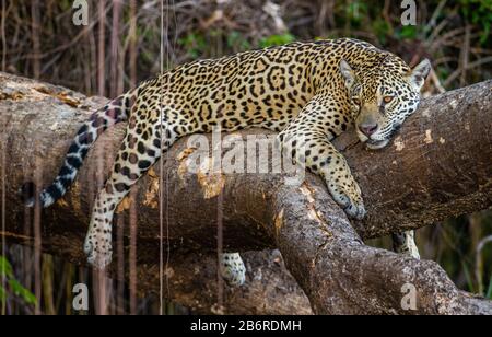 Jaguar liegt auf einem malerischen Baum mitten im Dschungel. Südamerika. Brasilien. Pantanal National Park. Stockfoto