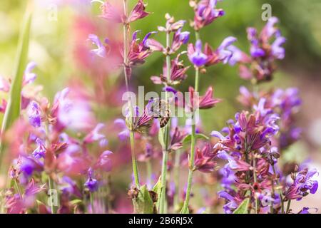 Biene sammelt Nektar Salvia pratensis, wiesenklarif oder Wiesensage lila Blumen. Sammlung von Kräutern. Medikamente aus Heilpflanzen. Konzept Medici Stockfoto