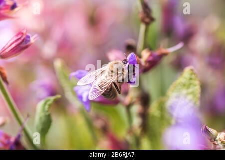 Biene sammelt Nektar Salvia pratensis, wiesenklarif oder Wiesensage lila Blumen. Sammlung von Kräutern. Medikamente aus Heilpflanzen. Konzept Medici Stockfoto