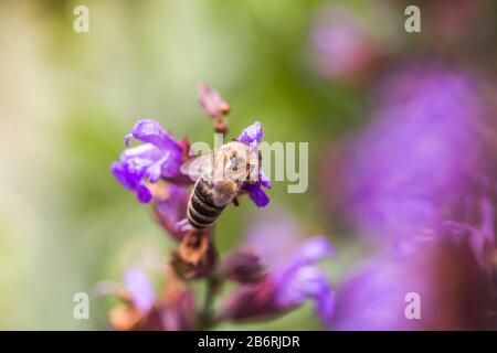 Biene sammelt Nektar Salvia pratensis, wiesenklarif oder Wiesensage lila Blumen. Sammlung von Kräutern. Medikamente aus Heilpflanzen. Konzept Medici Stockfoto