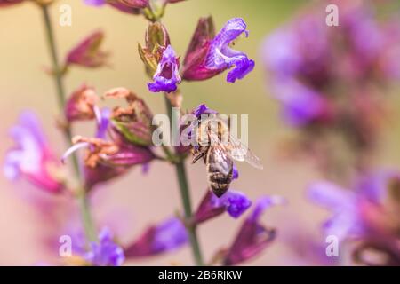 Biene sammelt Nektar Salvia pratensis, wiesenklarif oder Wiesensage lila Blumen. Sammlung von Kräutern. Medikamente aus Heilpflanzen. Konzept Medici Stockfoto