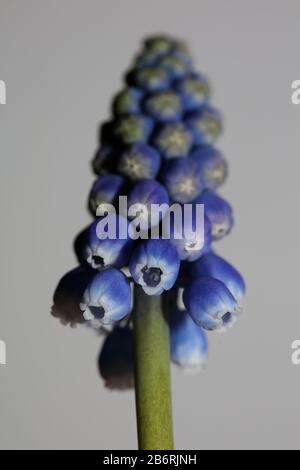 Blaue Blume Traubenhyazinth-Makro Hintergrund Kunst in der hochwertigen Muscari neglectum Familie Asparagaceae Stockfoto