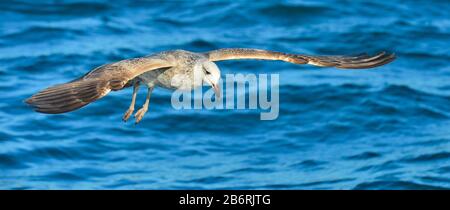 Fliegen Jugendliche Kelp Möwe (Larus dominicanus), auch bekannt als der Dominikaner Möwe und Schwarz unterlegt Kelp Gull. Blaue Wasser des Ozeans Hintergrund. Falsch Stockfoto