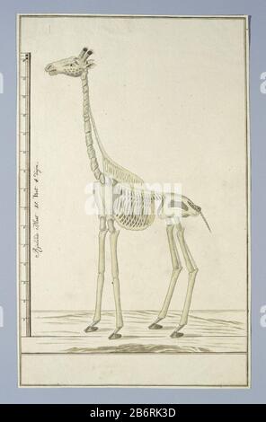 Giraffa camelopardalis (Giraf), Skelet Giraffa camelopardalis (Giraffe), Skelettobjekttyp: Zeichnungsalbum Blätterobjektnummer: RP-T-1914-17-152 Beschriftungen/Marken: Beschriftung links, Stift und Braun, 'scale + Rijnlands Größe 15. Fuß 4. Duijm. '(in Kalligraphie; vollständiger Text: LC Rookmaker, Anhang I seiner These) Beschreibung: Skelett einer Giraffe (Giraffa camelopardalis); Abschluss in rheinlandmaat. Hersteller: Künstler: Robert Jacob Gordon Datum: 13 Okt 1779-14 Okt V09 physische Merkmale: Stift und Pinsel in Tinte, Pinsel in Aquarell in Farben, Bleistift und schwarze Kreide, doppelte Rahmenlinien Stockfoto