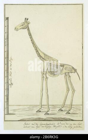 Giraffa camelopardalis (Giraf), Skelet Giraffa camelopardalis (Giraffe), Skelettobjekttyp: Zeichnungsalbum Blätterobjektnummer: RP-T-1914-17-153 Aufschriften/Marken: Beschriftung, unten am Rand und links, Stift und Braun: '' Skeleton der Camelopardalis Aº1780 von my an das / Kabinett von Sijne türlugtige hoheit gesonden in der Hecke '.; Skala + Rheinische Größe 15 Fuß 4 Duijm' von unten nach oben (in Gordon's Handschriftenskala in Kalligraphie; vollständiger Text: L. C. Rookmaker, Anhang I seiner These). Beschreibung: Skelett einer Giraffe (Giraffa camelopardalis); Abschluss Stockfoto