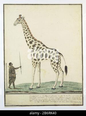 Giraffa camelopardalis (Giraf) Giraffa camelopardalis (Giraffe) Objekttyp: Zeichnungsalbum Blätterobjektnummer: RP-T-1914-17-150 Aufschriften / Marken: Beschriftung links und unten im Rand, Stift und Braun, 'scale [keine übliche Größe]; Camelopardalis in Sijne Stepping Form; ... "5 Zeilen Beschreibung der Fortbewegungsmittel, des Fleisches und des Marsches und dass sie gerade eine junge Generation (in Gordon's Handschrift Volltext: LC Rookmaker, Anhang I seiner These) Beschreibung: Laufgiraffe (Giraffa camelopardalis); mit Größenverteilung der Länge des Kriegers; Khoikhoi hält daneben Stockfoto