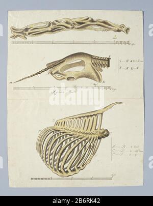 Giraffa camelopardalis (Giraf), Skelet Giraffa camelopardalis (Giraffe), Skelettobjekttyp: Zeichnungsalbum Blätterobjektnummer: RP-T-1914-17-155 Aufschriften/Marken: Beschriftung, auf dem oberen Streifen, unter den Bildern, und rechts Stift und Braun, 'Beckenrechte Biene: Buchstabe G t/m K, unten Skala: Rijnlands Maat ', mit Erklärung und Abmessungen: Rechts;. Skala in Rhenischen Fuß und Zoll unter jedem Teil (in Gordon's Handschrift (Buchstaben und Deklaration), Kalligraphie für die Maßnahme; vollständiger Text: LC Rookmaker, Anhang I seiner These) Beschriftung auf dem unteren Streifen, unter dem Bild und dem rechten Stift in Stockfoto