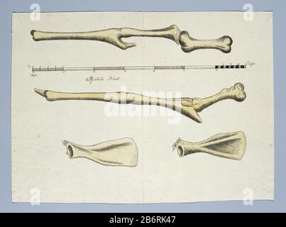 Giraffa camelopardalis (Giraf), Skeleton-Teile einer Giraffe, die Vorder- und Hinterbeine, mit Skaleneinteilung in Rijnlandse maat. Hersteller : Zeichner: Robert Jacob Gordon Datum: 14-Okt-1779-9 Dez-09. Dezember j. . . . . . . . . . . . . . . . . . . . . . . . . . . . . . . . . . . . . . . . . . . . . . . . . . . . . . . . . . . . . . . . . . . . . . . H 660 mm × W 480 mmblad: H 366 mm × W 271 mmToelichtingLeefde in Namaqualand, aber es ist jetzt gestorben; Gordon schoss seinen ersten und Wo: Offenbar einer der letzten Giraf Stockfoto