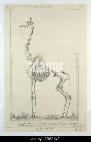 Giraffa camelopardalis (Giraf) skelet Skelet van een een giraf (Giraffa camelopardalis), met schaalverdeling aan linker- en rechterkanten van het blad (in Potlood) en onder kader en inscriptie (geëtst). Hersteller: Hersteller: J.F. Goutnaar tekening van: Robert Jacob Gordon Dating: 800Er Physical kenmerken: ETS, proefdrauk Material: Papier Techniek: Etsen Mass: Albumblad: H 660 mm × b 480 mmblad: H 590 mm × b 382 mmbeeld: H 508 mm (Binnen kader) × b 314 mmToelichtlefde in Namaitar und maar ist ein Kinderwagen. Gordon schoot zijn eerste en Stockfoto