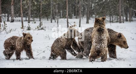 Bärenfamilie im Schneefall. She-Bear und Bärenkuppen auf dem Schnee. Braunbären im Winterwald. Natürlicher Lebensraum. Wissenschaftlicher Name: Ursus Arctos Arct Stockfoto