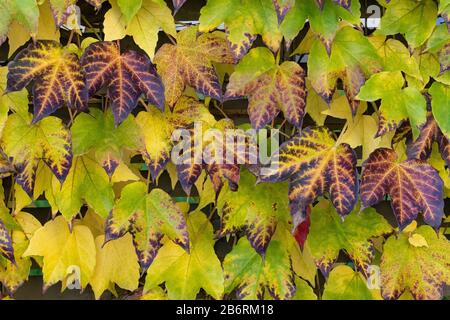 Gerötete Blätter von wilden Trauben am Zaun. Herbstlandschaft. Hintergrund verschiedene Kletterpflanzen mit Herbstlaub an der Wand. Lockige wilde Trauben mit grünem Laub. Grüne Blattwand für Hintergrund Stockfoto