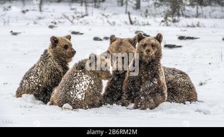 Bärenfamilie im Schneefall. She-Bear und Bärenkuppen auf dem Schnee. Braunbären im Winterwald. Natürlicher Lebensraum. Wissenschaftlicher Name: Ursus Arctos Arct Stockfoto