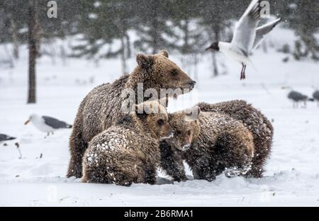 Bärenfamilie im Schneefall. She-Bear und Bärenkuppen auf dem Schnee. Braunbären im Winterwald. Natürlicher Lebensraum. Wissenschaftlicher Name: Ursus Arctos Arct Stockfoto