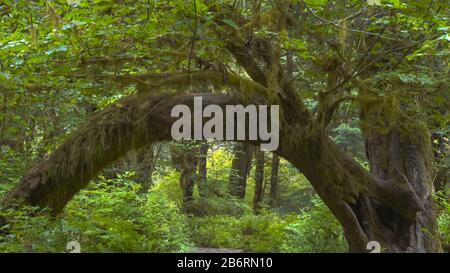 Ein Baum, der einen Bogen am hoher Regenwald im olympic np bildet Stockfoto