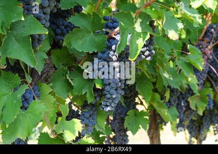 Weinreben mit Bäuchen reifer Trauben, die bereit zur Ernte sind Stockfoto