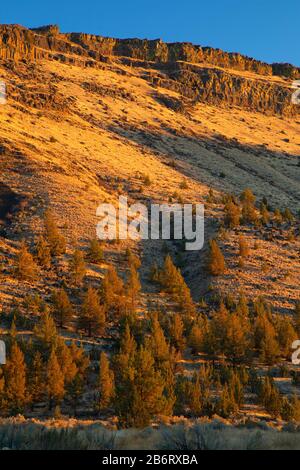 Abhang von Juniper unterhalb des Basaltrandes, Deschutes Wild and Scenic River, Trout Creek Recreation Site, Prineville District Bureau of Land Management, Oregon Stockfoto