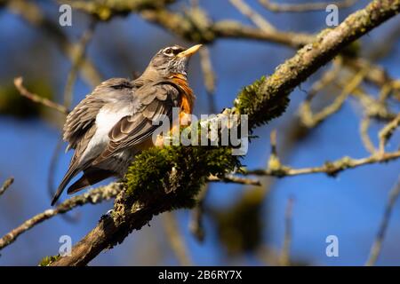 American Robin (Turdus migratorius), Ankeny National Wildlife Refuge, Oregon Stockfoto